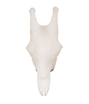 SKULLIES Miniatur Giraffe Schädel
