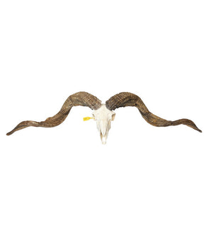 Echter Skudden Schafbock Schädel