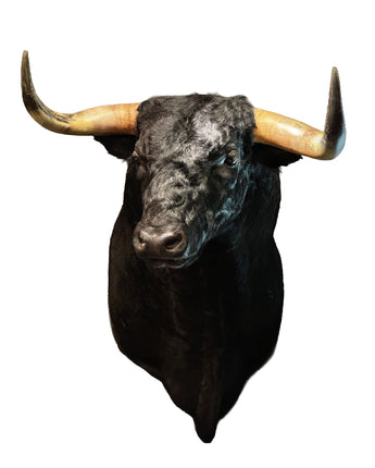 Stier Schulterpräparat von SWISStaxidermy – hochwertiges Tierpräparat aus der Schweiz