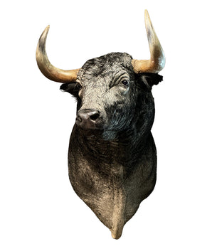 Stier Schulterpräparat von SWISStaxidermy – hochwertiges Tierpräparat aus der Schweiz
