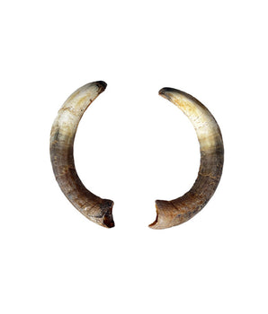 Echte stierhoorns