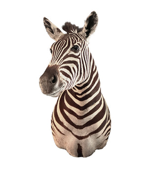 Zebra Präparat von SWISStaxidermy – professioneller Tierpräparator aus der Schweiz