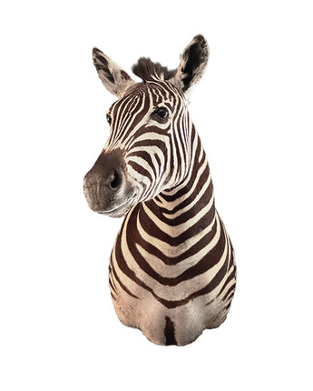 Zebra Präparat von SWISStaxidermy – professioneller Tierpräparator aus der Schweiz